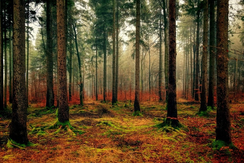 Secret Forest